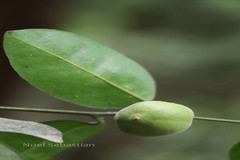 Paramignya monophylla